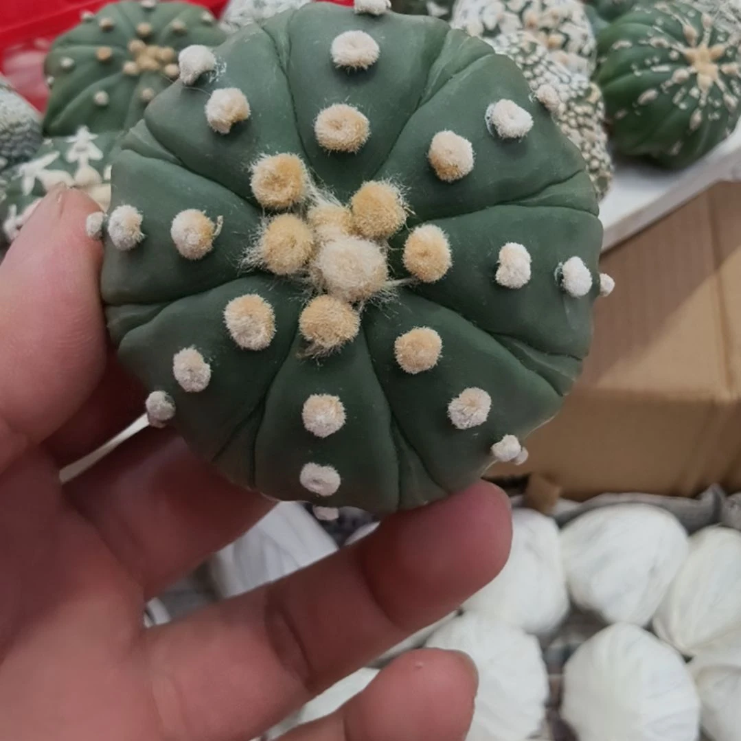 流***者八楞八复高绒琉璃