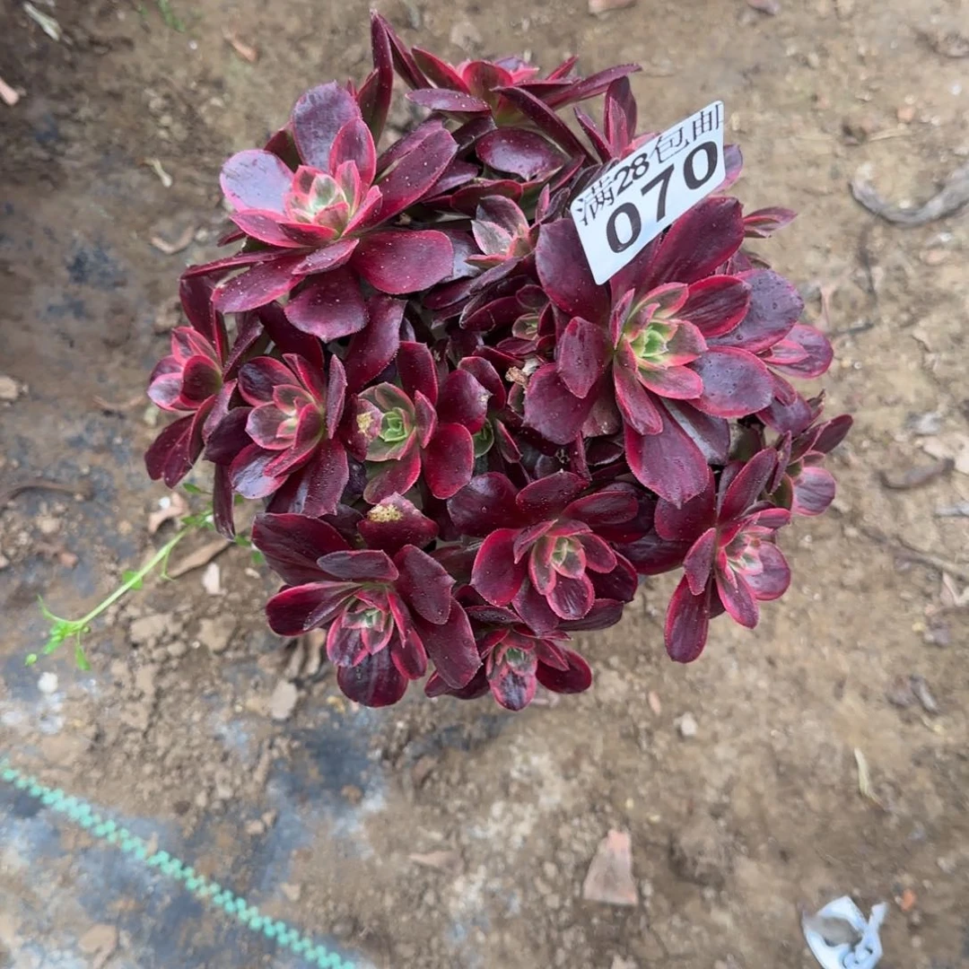 红豆多肉070点满28包邮断枝不包