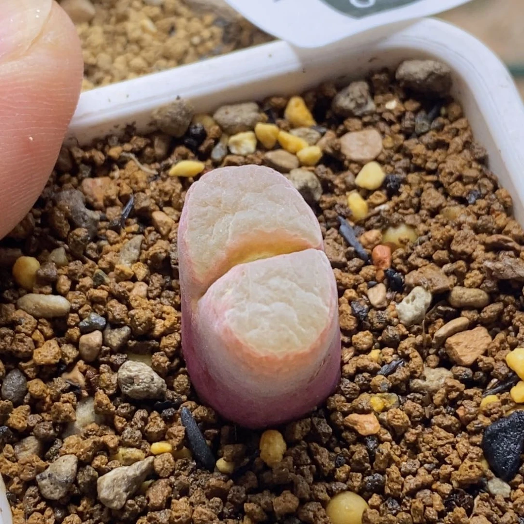 犇**械20332好看好看好看