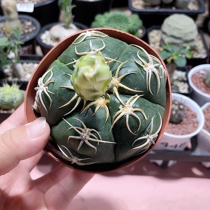 444实生高木海王