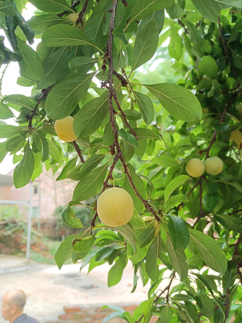 【顺丰包邮】永新文竹正宗水旺李 水黄李李子梨子家乡小时候的味道