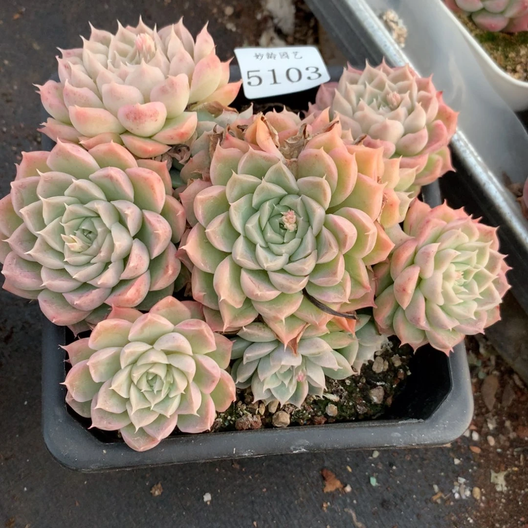 5103新年快乐发发发