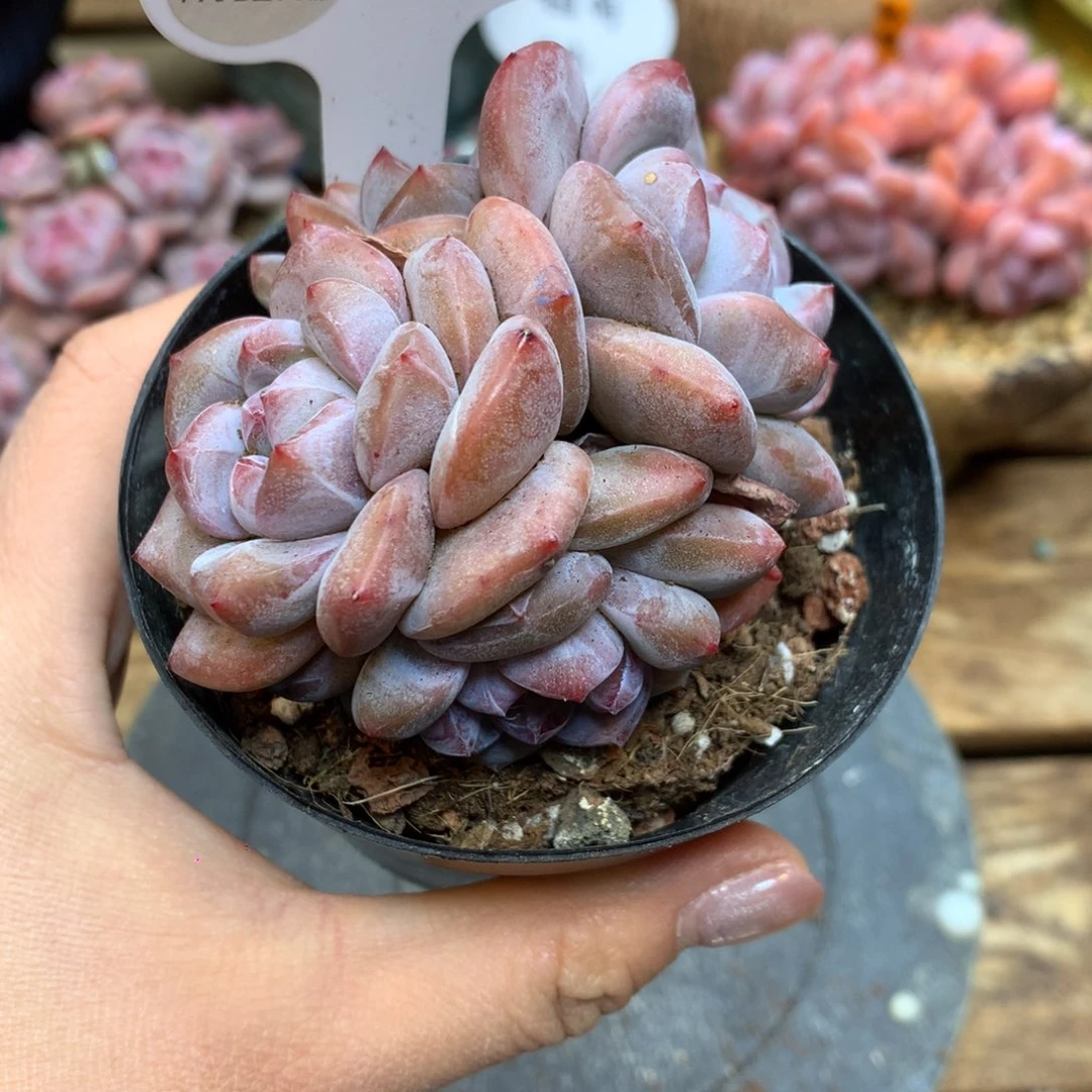 A45 突尼斯 模特同款 7.5cm