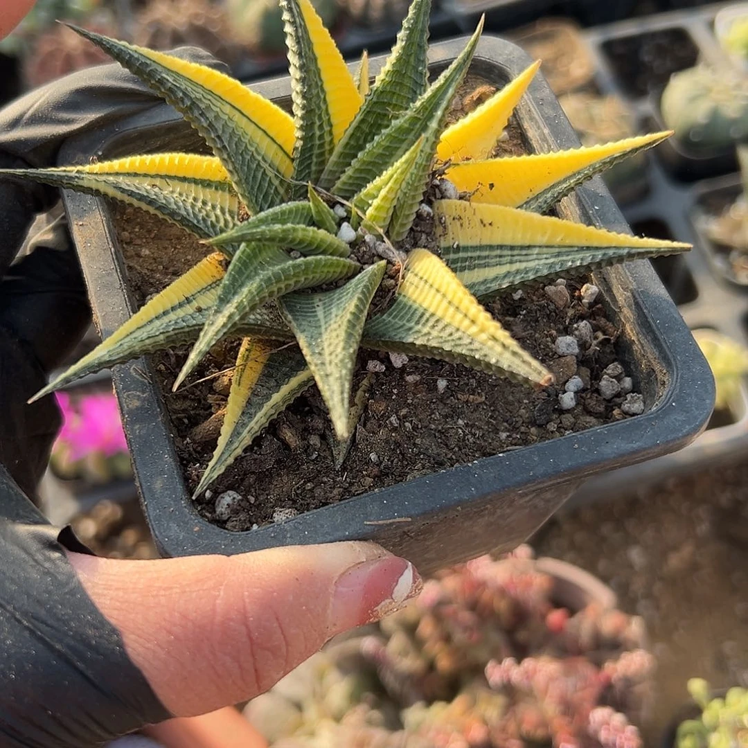 多肉植物琉璃殿锦