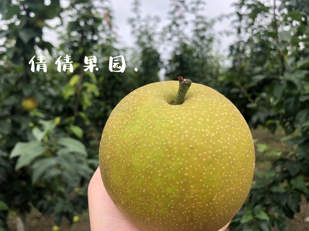 【翠冠梨王】泰兴王坔蜜梨正宗现摘现发脆甜皮薄多汁当季水果礼盒装