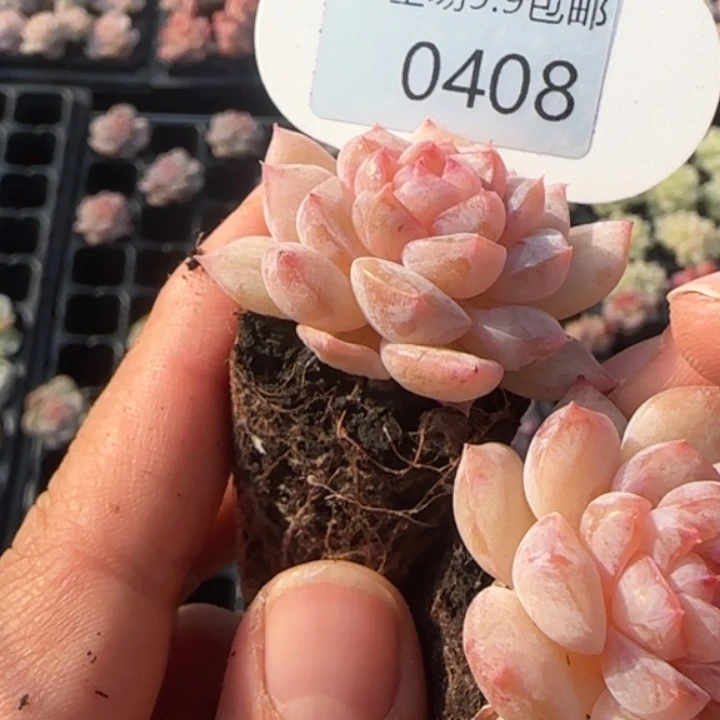 408号  肉粉糖心