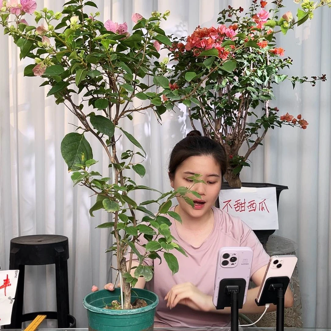 当前无花栽培后可以开花红粉佳人带竹一颗