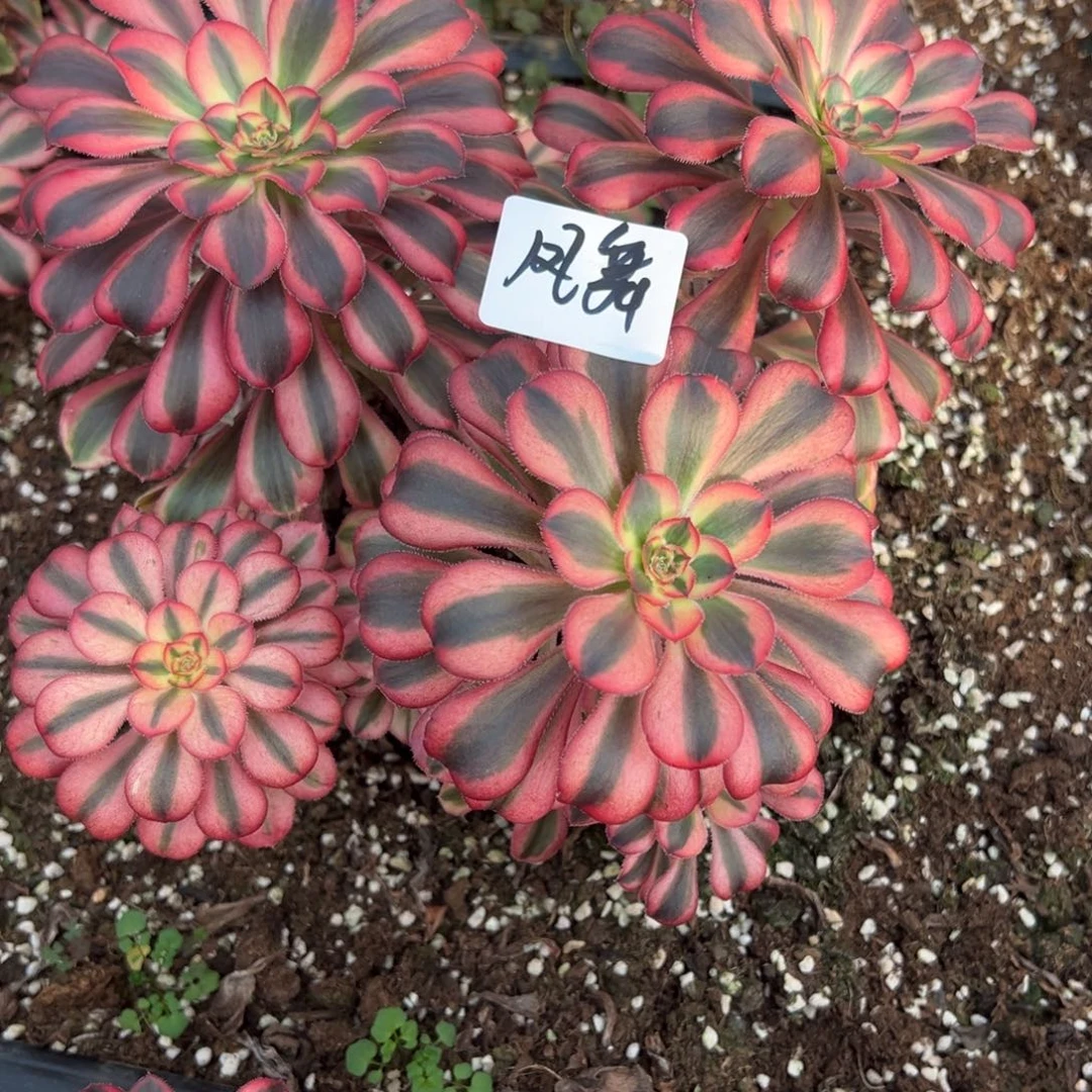 ✨***精品多肉植物凤舞