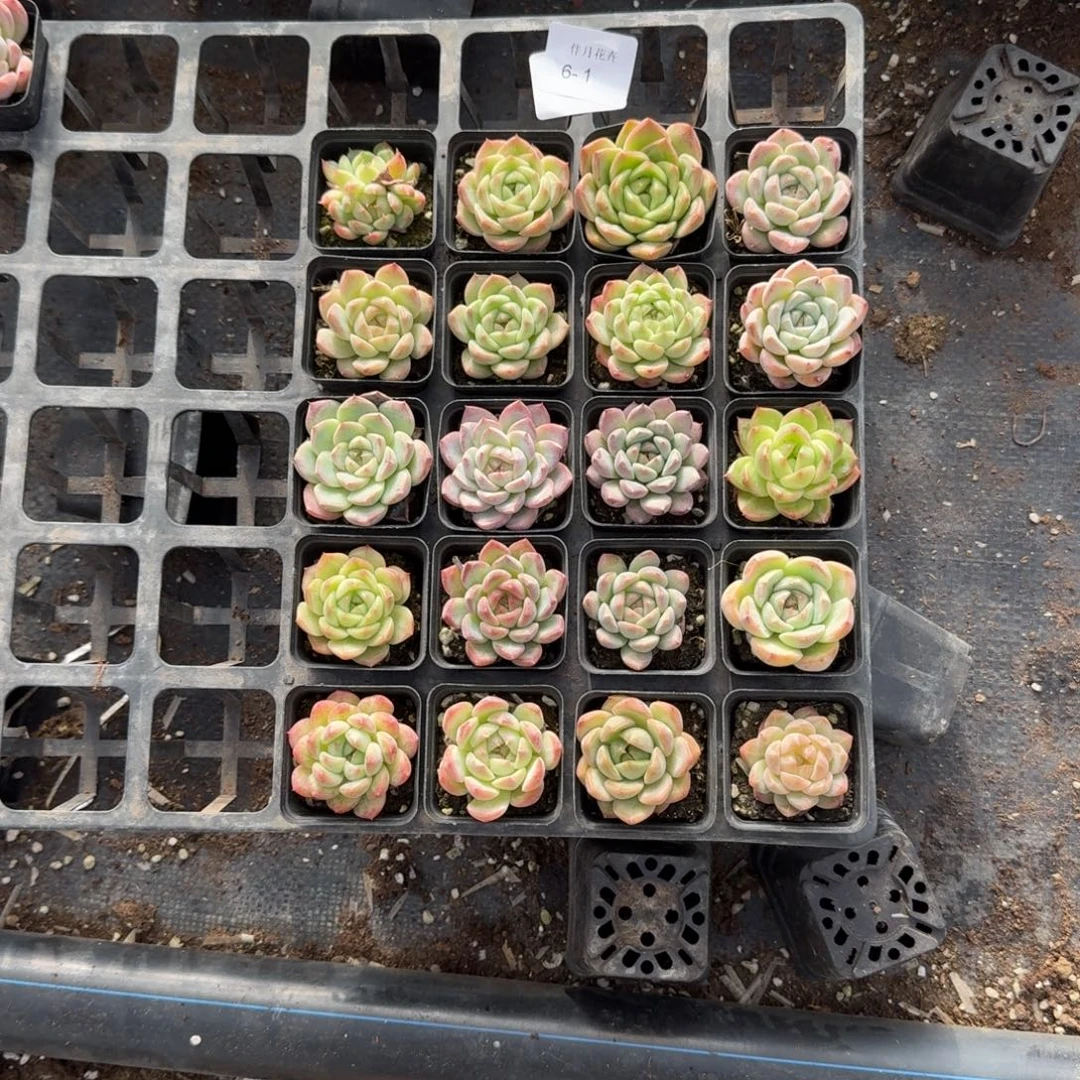 6-1多肉杂交二十颗量拍左四