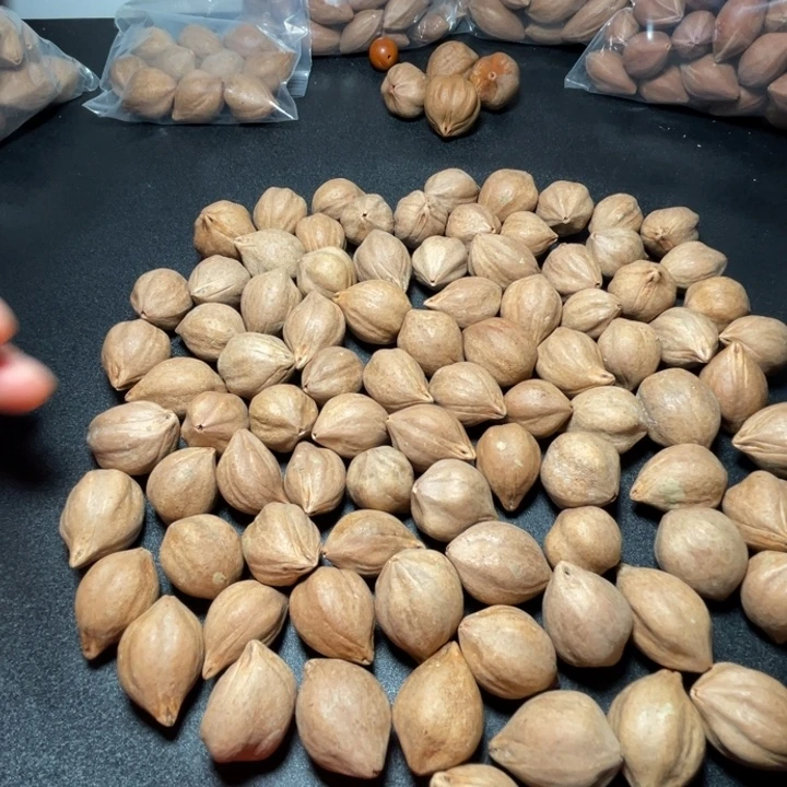 毛***虫猪牙手串/手链我是