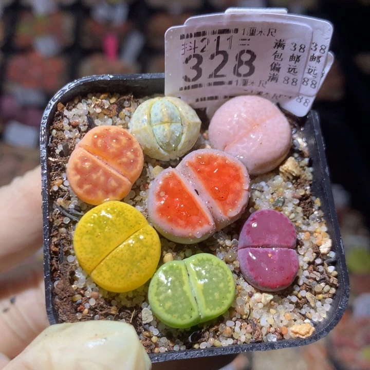 精品生石花211.328