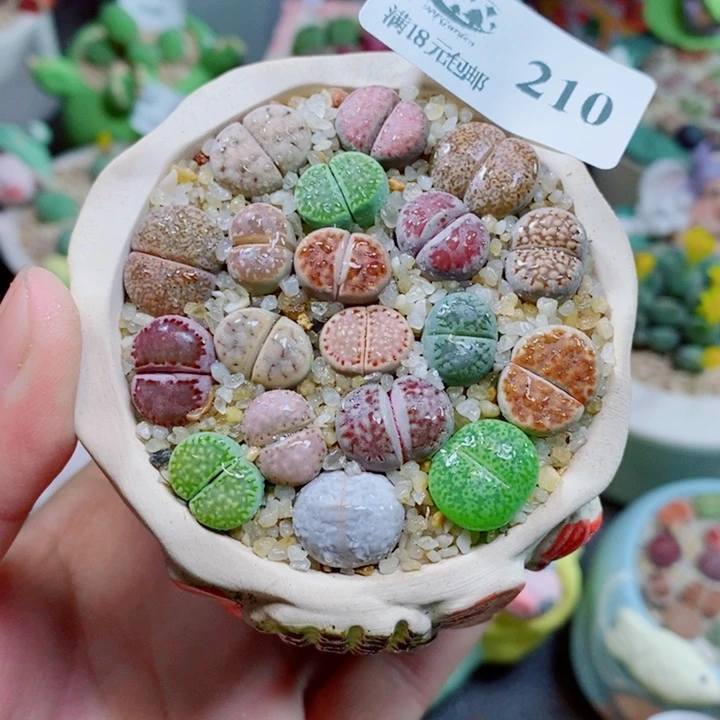 生石花花花花花花210