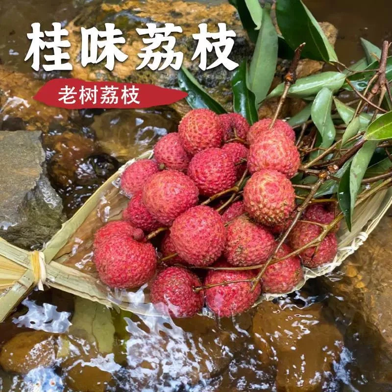 京东冷链广东正宗桂味荔枝水果老树新鲜现摘现发整箱包邮