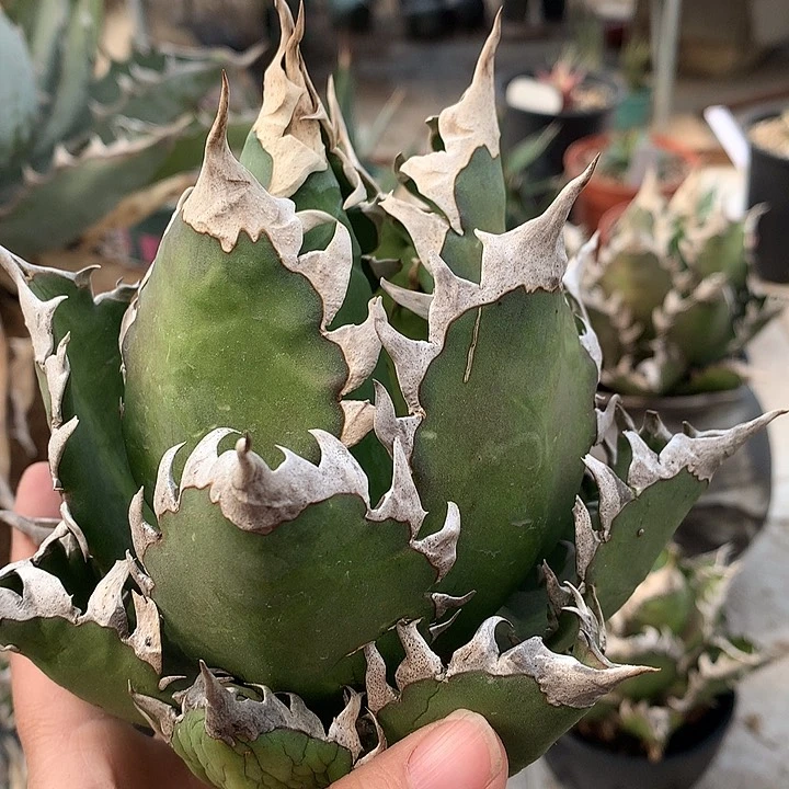 罗****）93超猫11111111