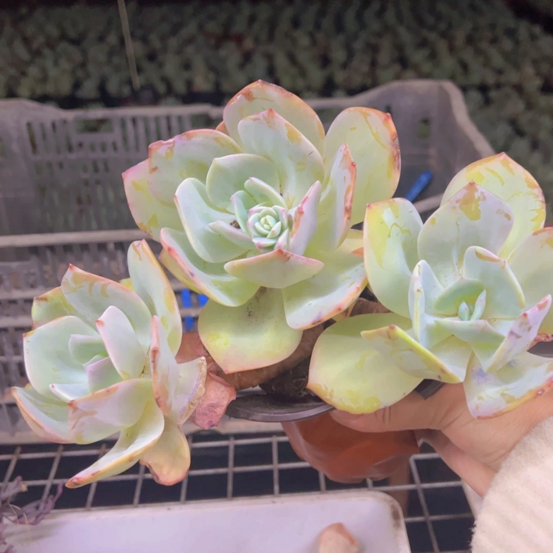 白凤三头起发老桩