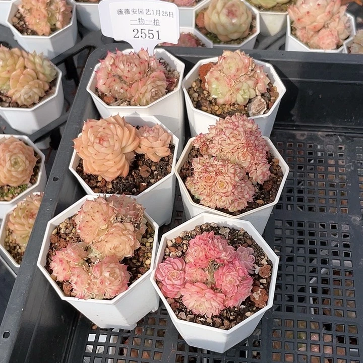 薇薇安园艺多肉2551