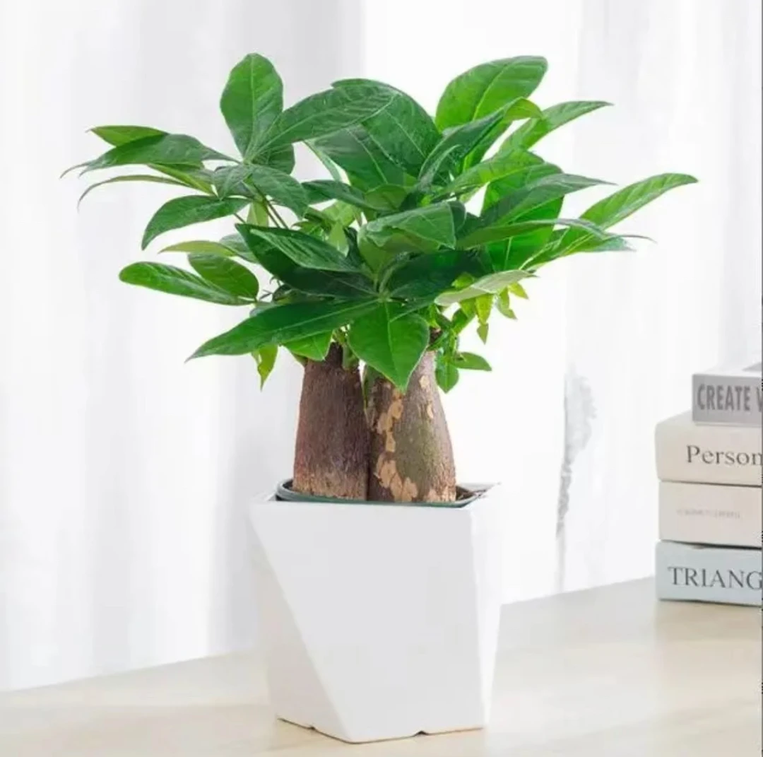 90三杆发财树盆栽室内客厅办公室绿植四季常青好养