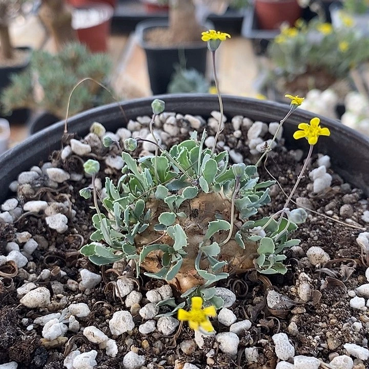 832格加厚敦菊一一一一