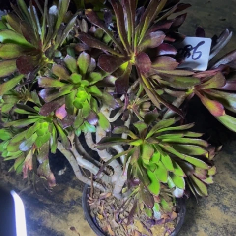 灰豆丛林妖桩多肉86多肉