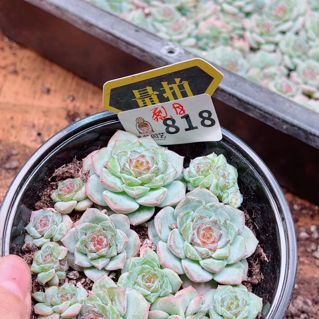多肉植物多肉植物