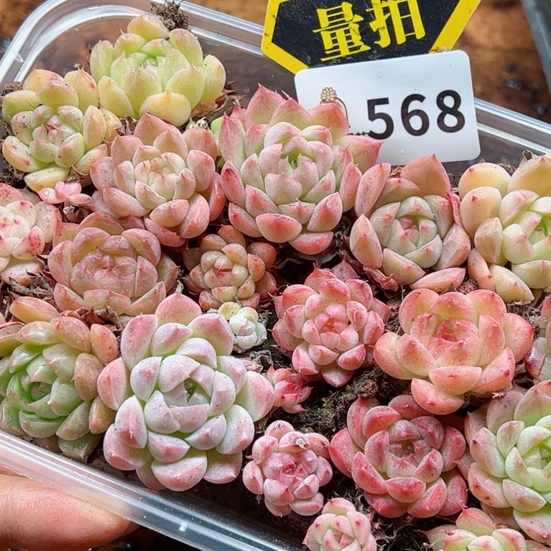 多肉植物多肉植物