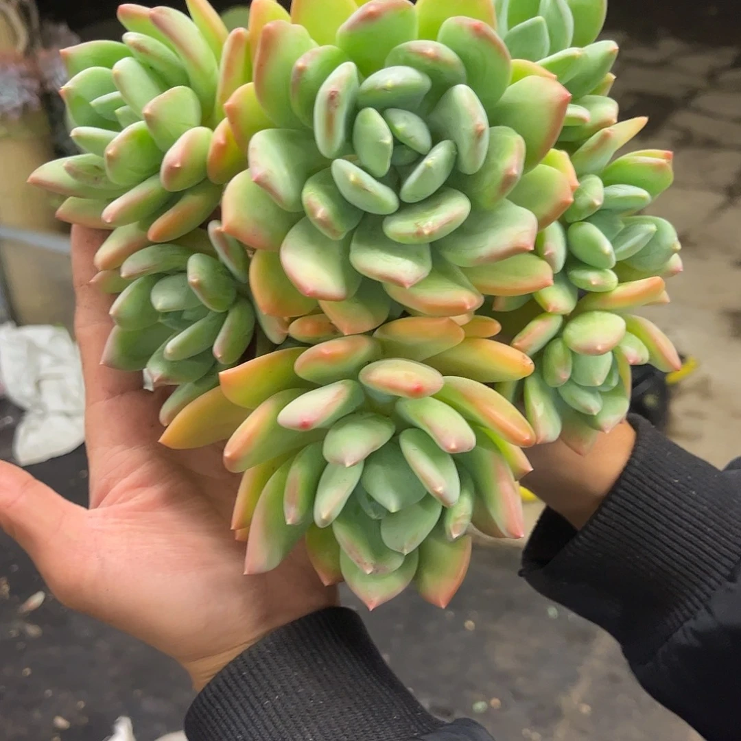 海洋之星。