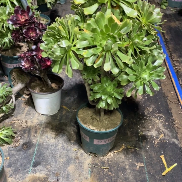 27原始绿法师多肉植物