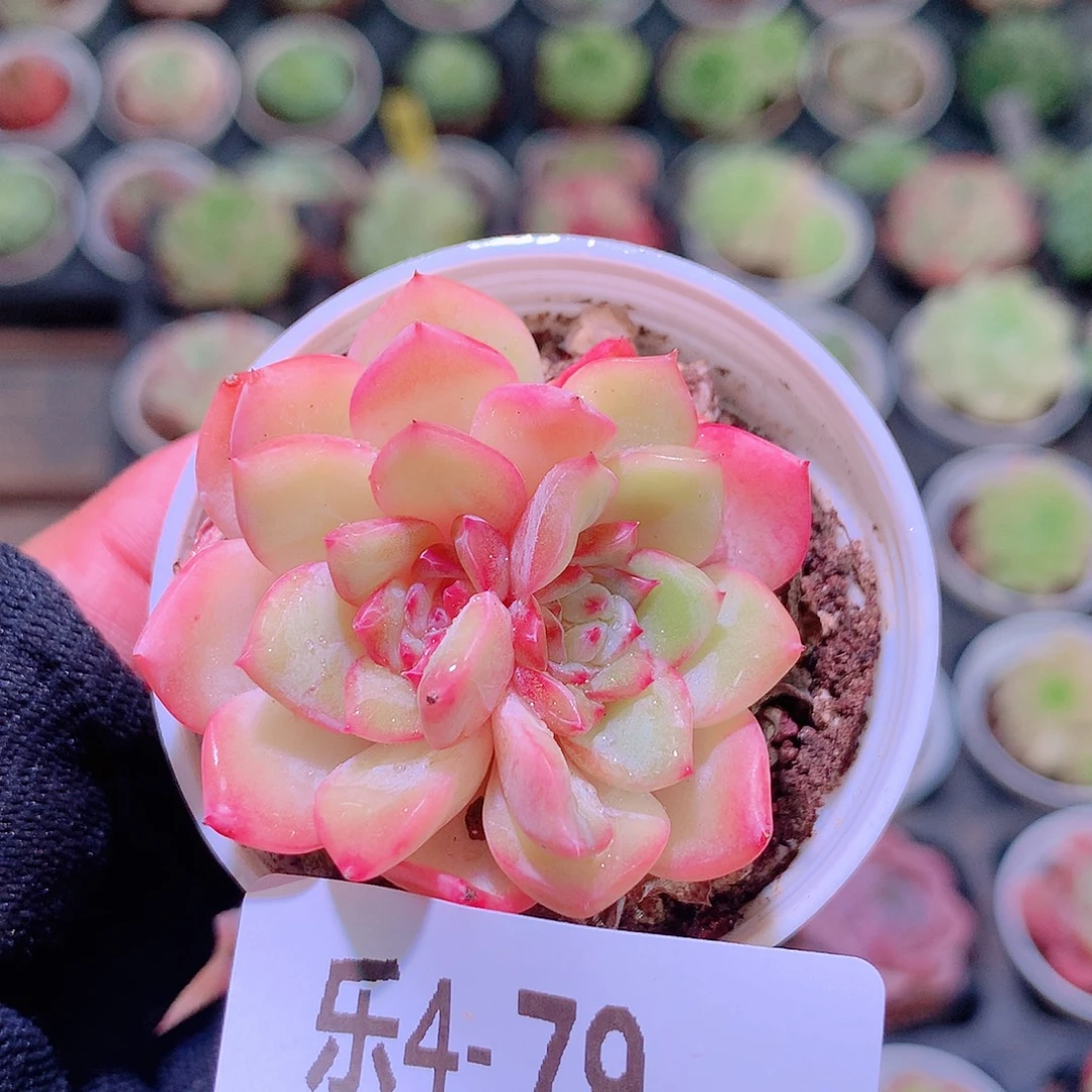 乐然4-79 新品单头