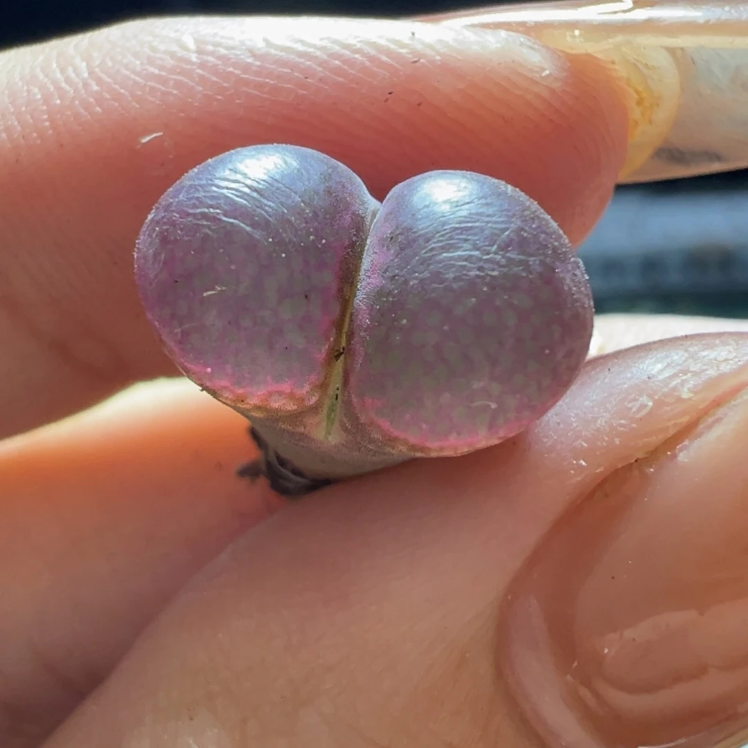 特选23km风铃多肉植物