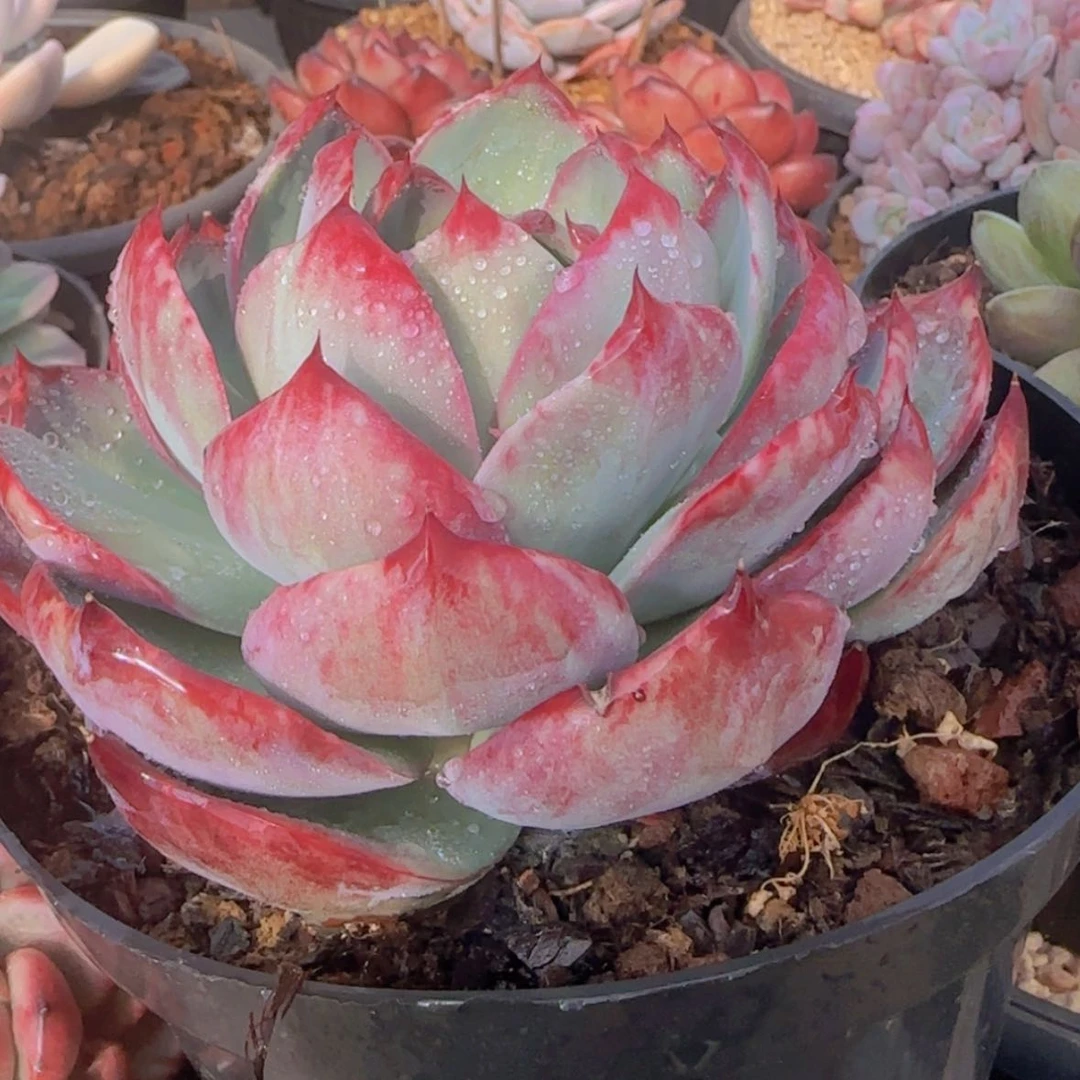 【闪购商品】惊鸿仙子