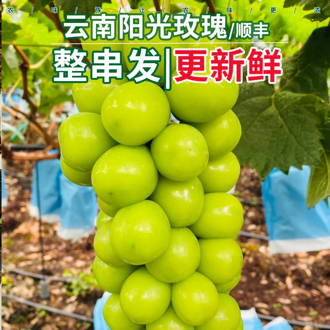 农味族云南阳光玫瑰礼盒装顺丰晴王新鲜葡萄脆甜爽口2斤青提