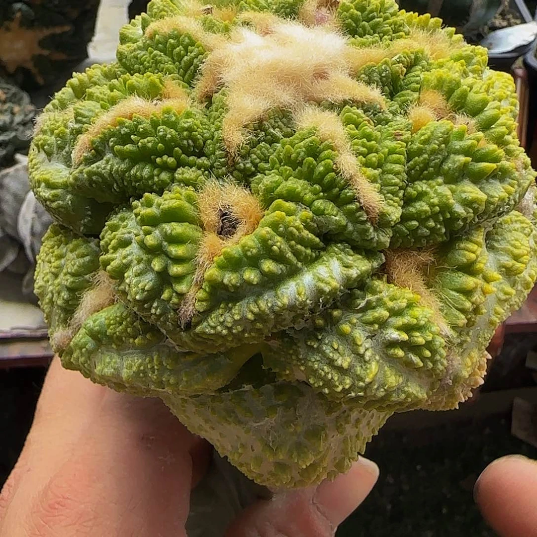 志贺锦269仙人球