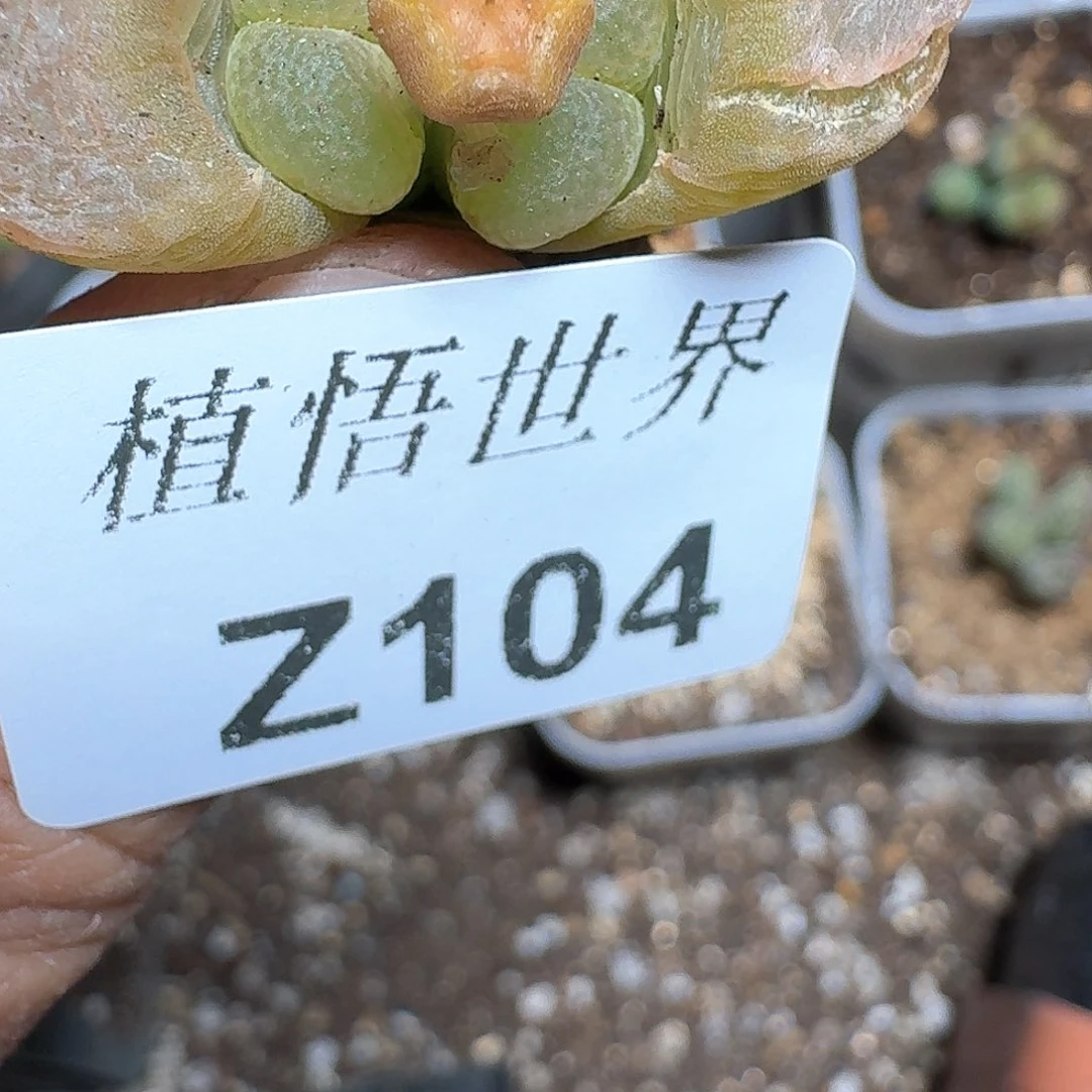 杀****卜104号多肉植物哇哇成功b