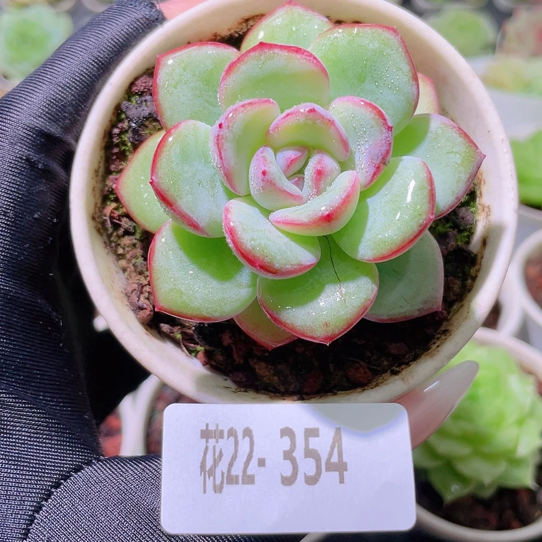 花利美22-354草莓泡芙