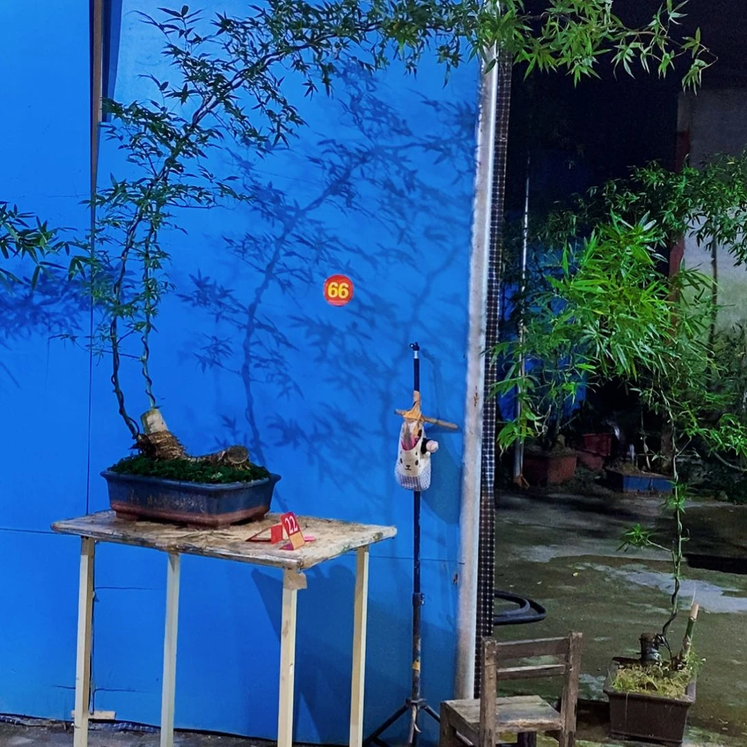 无花朵小叶簕竹一物一拍