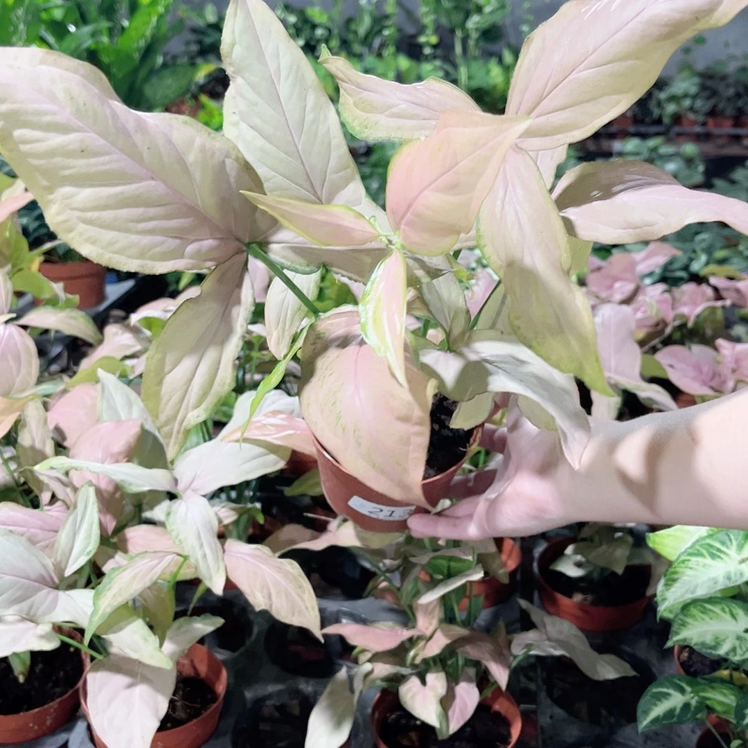 完全开放213粉箭合果芋