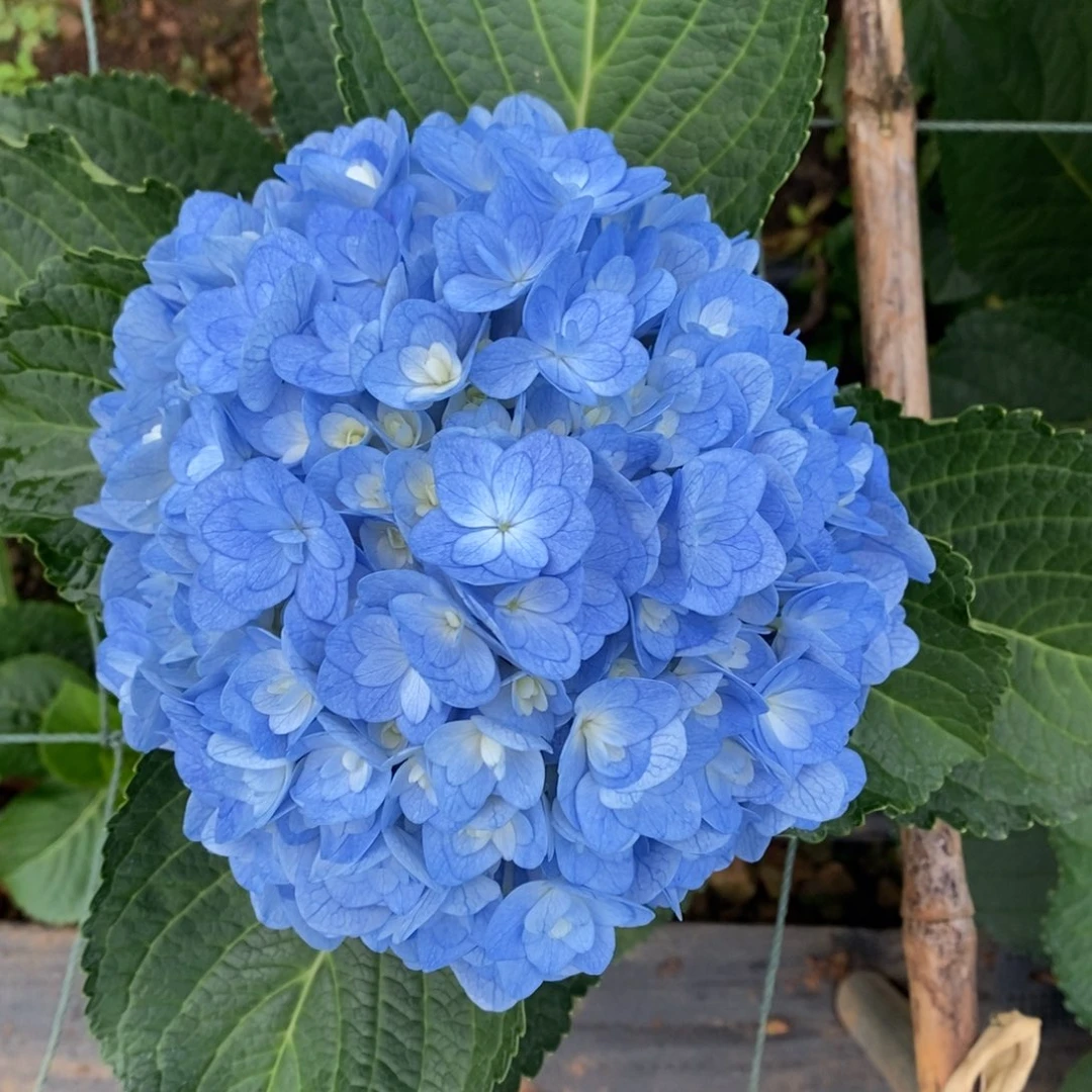703号绣球/有色差介意勿拍（3单冷链包邮、偏远补运费发德邦）