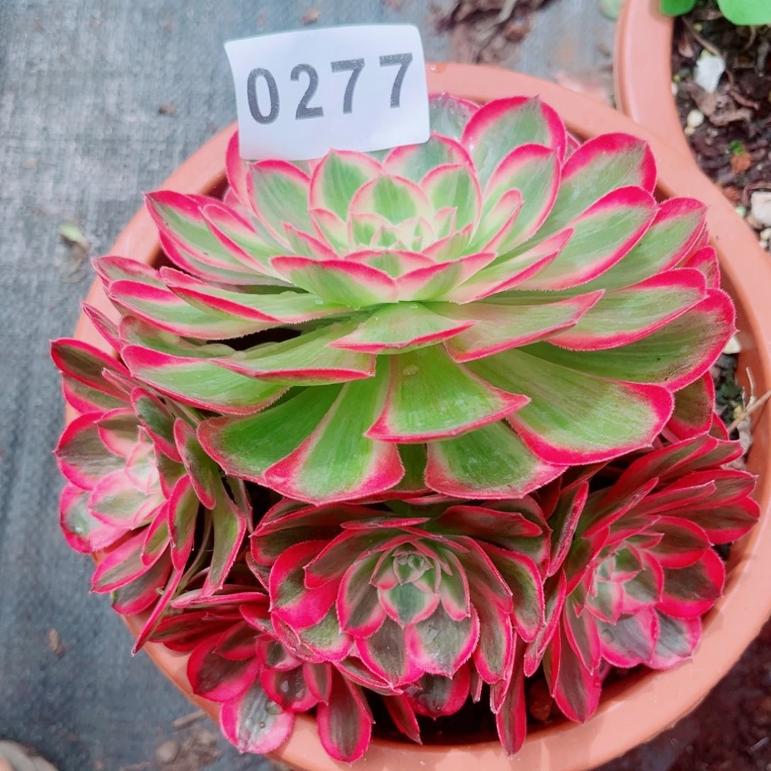 孔雀翎特价多肉发货