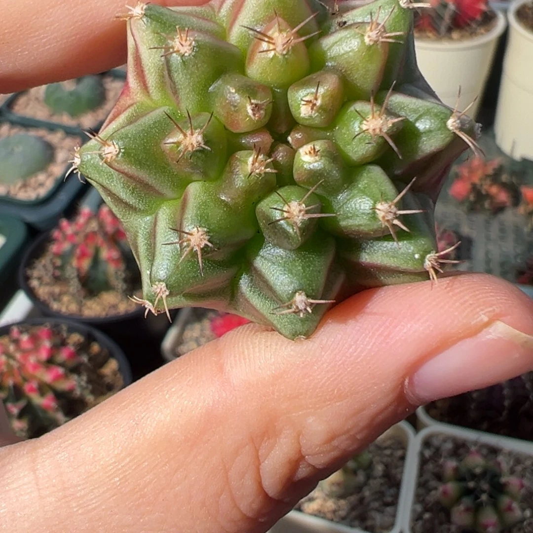 922 好看的米哈冲冲冲