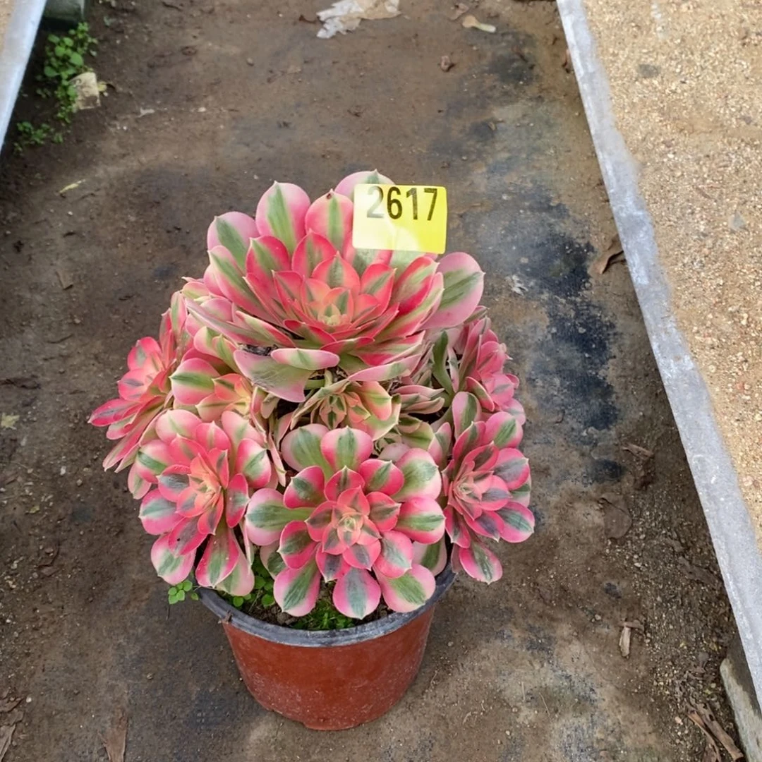 粉女巫多肉法师2617