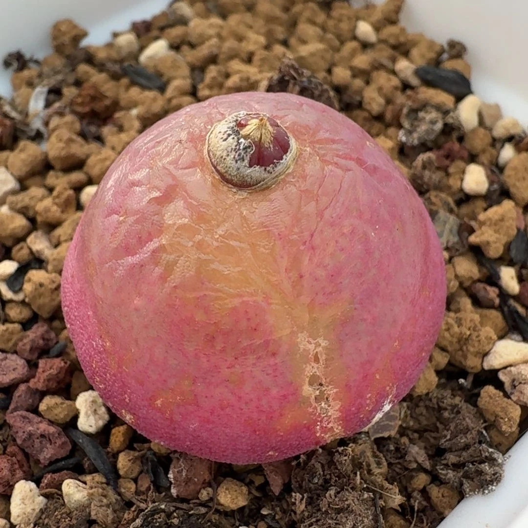 331带盆土尺寸2.8左右有瑕疵