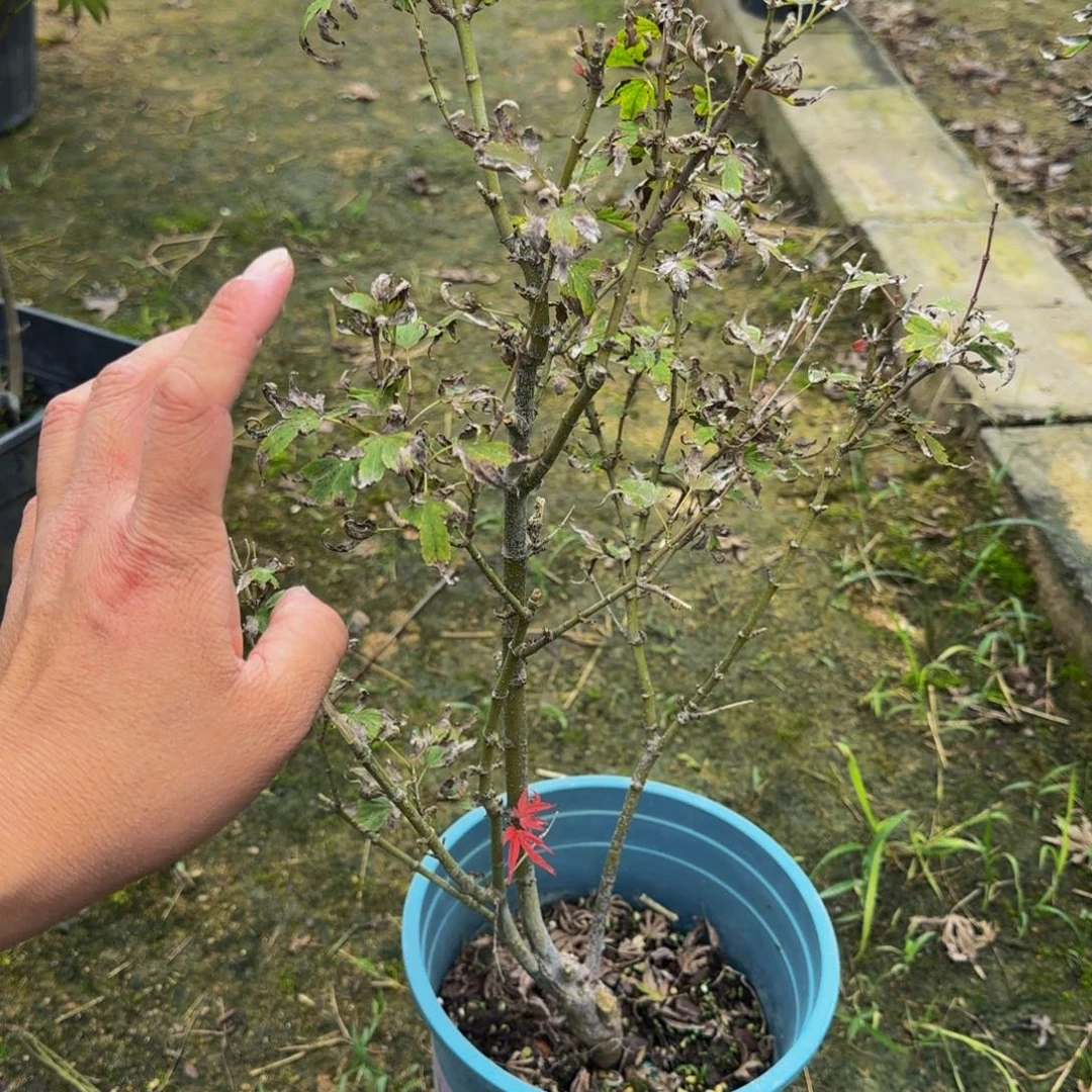 无花朵各种各样的品种枫叶