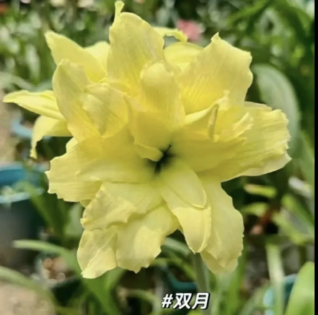 双月）朱顶红种球5-6厘米