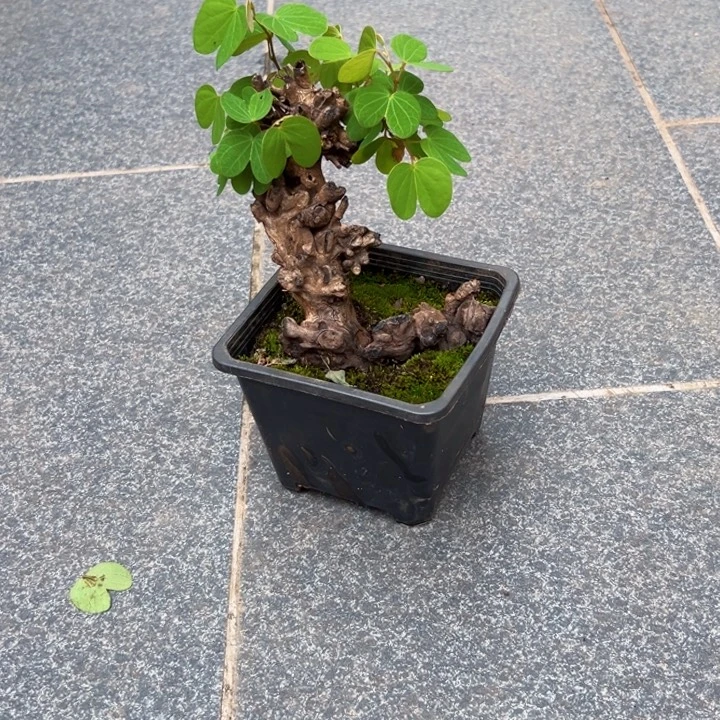 虞***翔无花朵金丝红木羊蹄甲