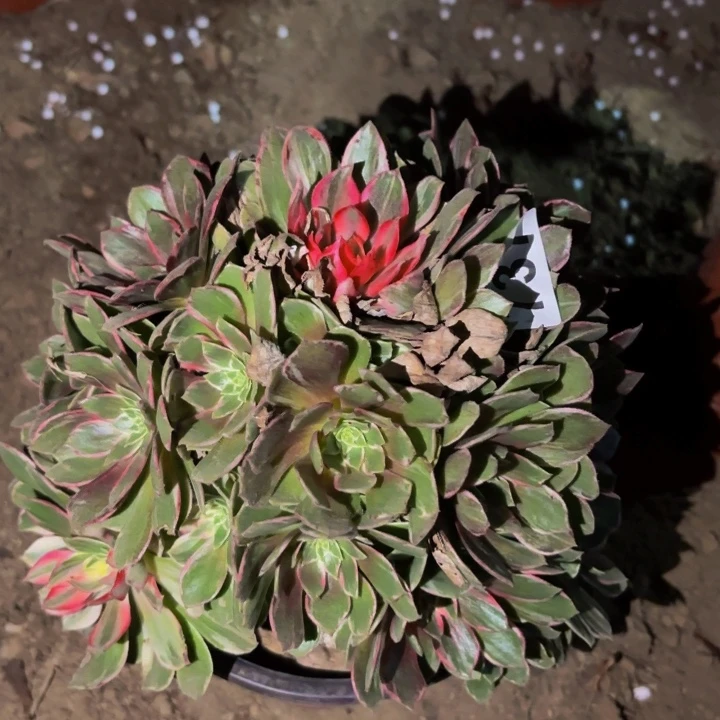 737万花筒多肉植物不售后