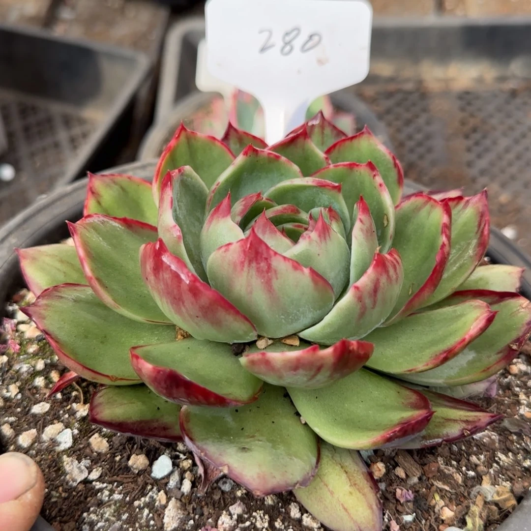 花脸拉丝惊鸿一物一拍包装收缩花旱280