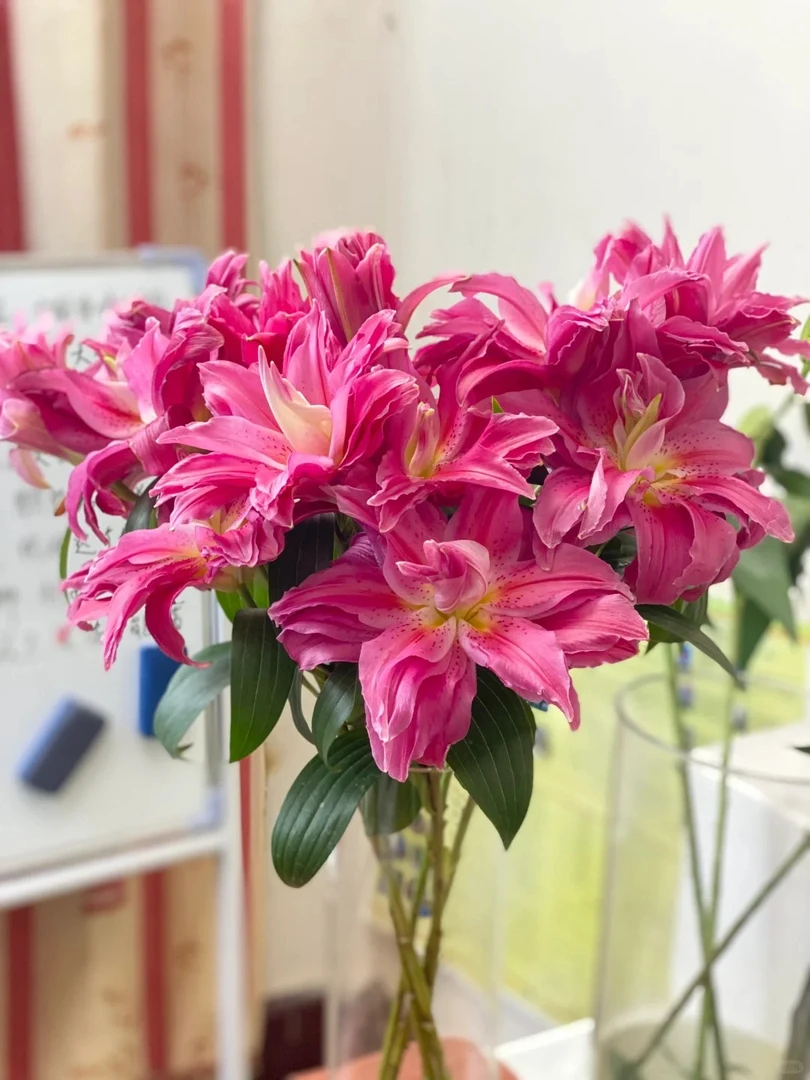 【源头优选】红美人重瓣百合 云南直发鲜花家居水养插花鲜切花