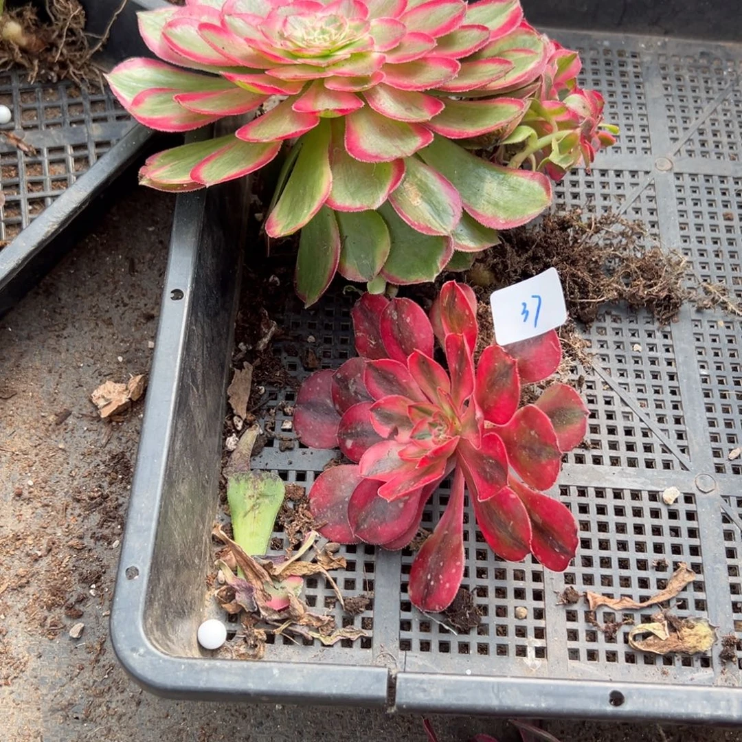 37爱丽丝孔雀翎蕾丝套餐20