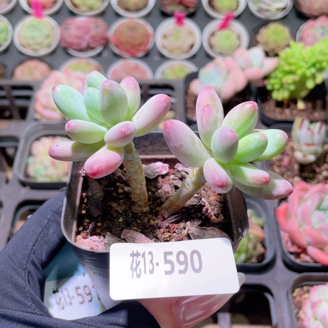 花利美13-590苹果奶