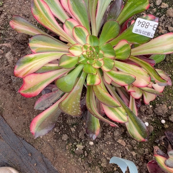 *****884花蝴蝶寄养多肉123455788